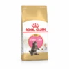 Royal Canin Maine Coon Kitten – Kitten-Kattenvoer – 2 Kg 2 Royal Canin Maine Coon Kitten – Kitten-Kattenvoer – 2 Kg -Dierbenodigdheden Winkel 3182550816502 1