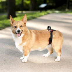 PetSafe Carelift - Draagsysteem Voor De Hond -Dierbenodigdheden Winkel solvit carelift draagsysteem voor de hond 163711 0500 none